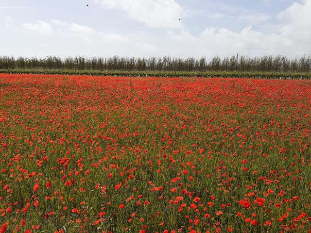 Marche - Club des Jeunes Aînés