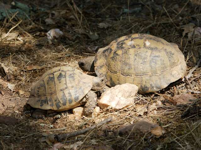 Point Rencontre : Les reptiles du Cap Lardier