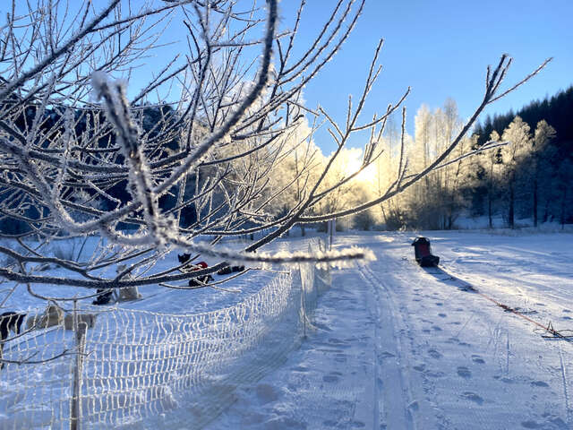 Balade en traineaux à chiens