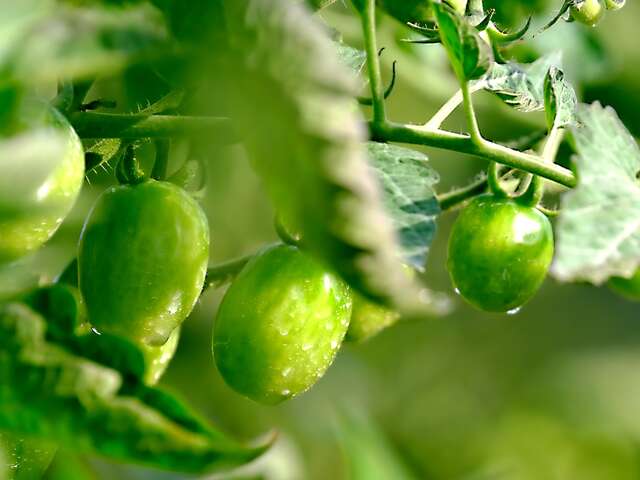 Marché aux plants à Bugey Côté Fermes