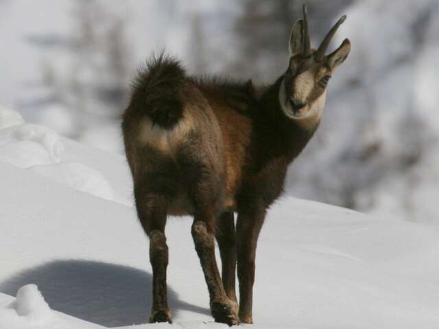 Rando raquettes : animaux des cimes - Accompagnateurs en montagne du Champsaur