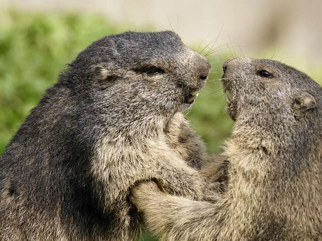 Observons la faune queyrassine