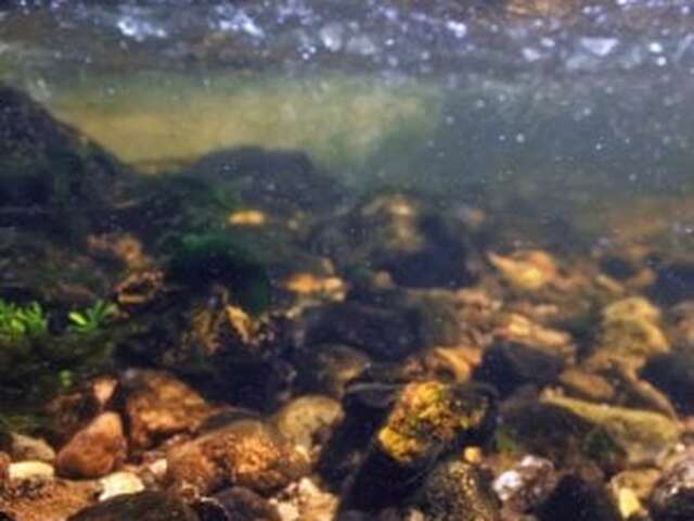 Les Musik'eaus (4-7 ans) - Maison du Marais de Lavours