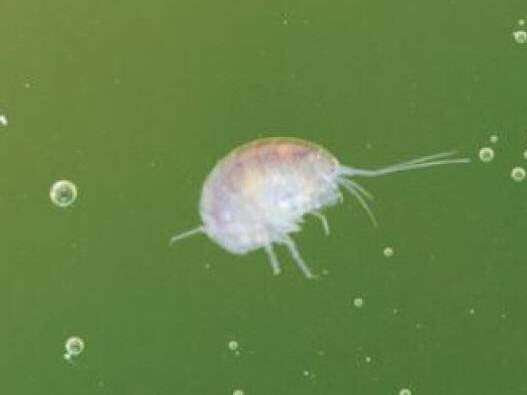 Les mercredis des marm'eau : Une histoire de Gammare