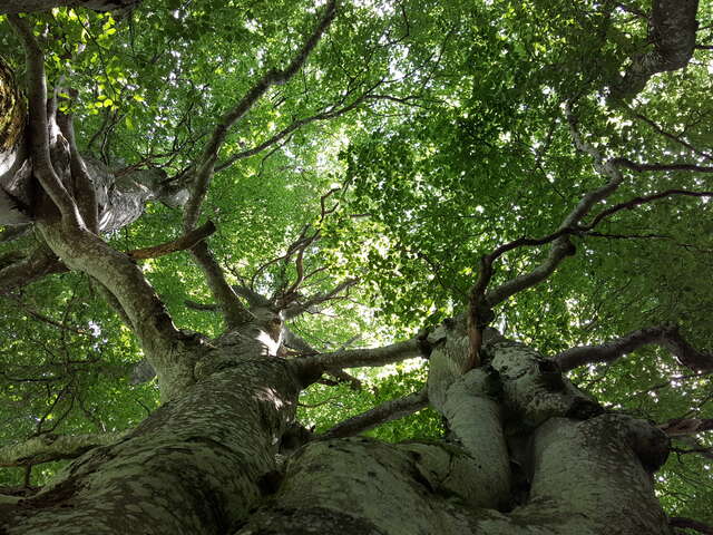Balade découverte "Au pied de mon arbre"