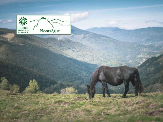 Descente des Gorges de la Frau avec les chevaux de mérens
