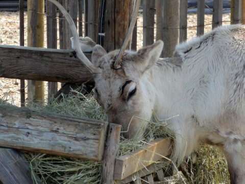 La Ferme du Père Noël