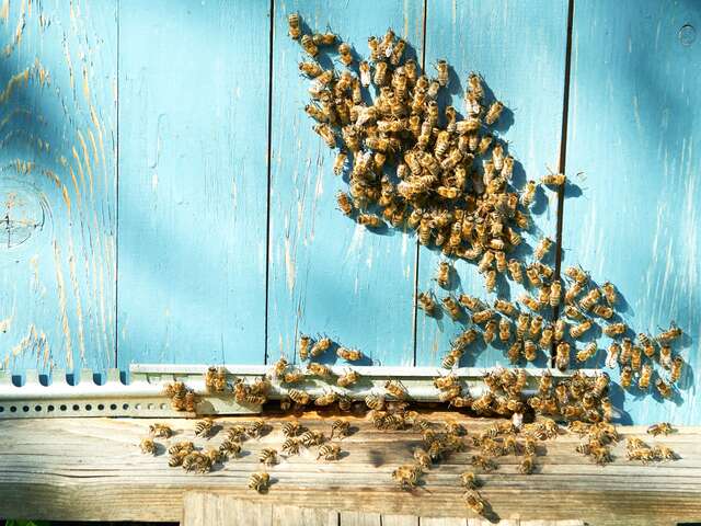 Atelier le théâtre des abeilles  par l'Abeille de Ré