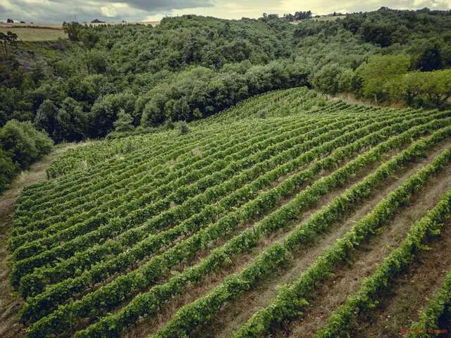 Rando Wine (Le domaine des Bardes)