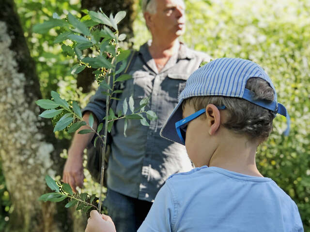 Balade familiale : Découverte des plantes sauvages
