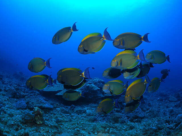 Aquabulle Plongée