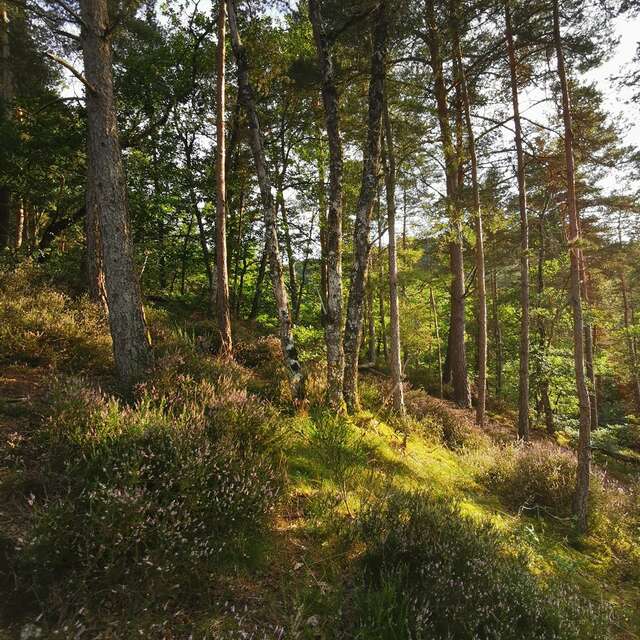 07- Le bois de Linars