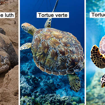 Tortue luth / Tortue verte / Tortue imbriquée