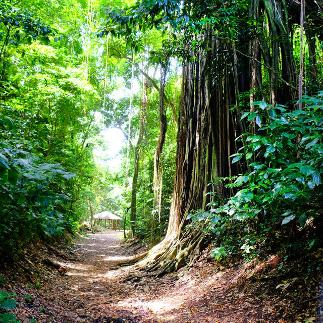 Forêt la Philippe