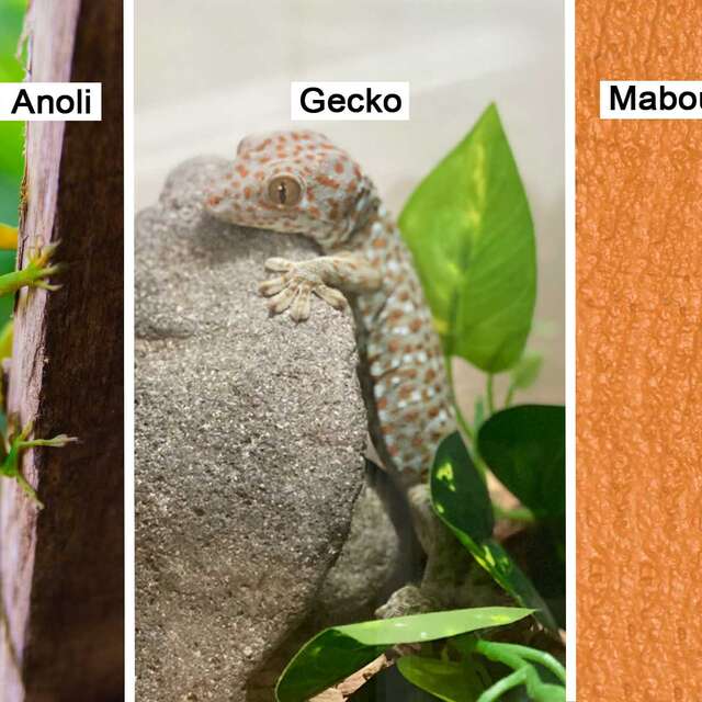 Anoli / Gecko / Mabouya
