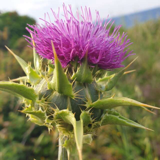 Balade autour des plantes médicinales