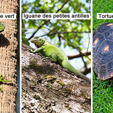 Iguane vert / Iguane des petites antilles / Tortue charbonnière