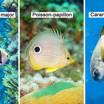Sergent major / Poisson-papillon / Carangue