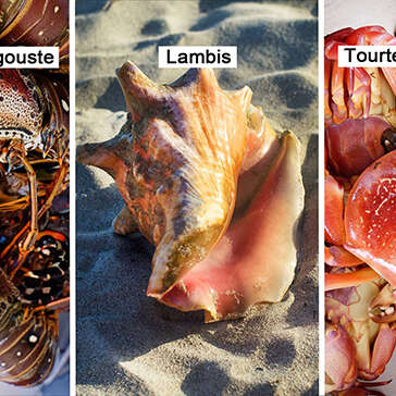 Langouste / Lambis / Tourteau