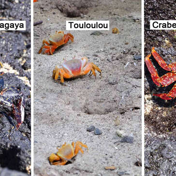 Zagaya / Touloulou / Crabe des palétuviers