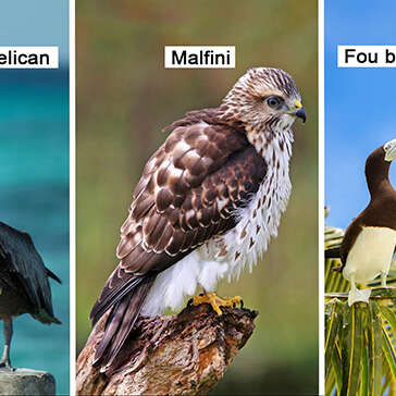 Pelican / Malfini / Fou brun