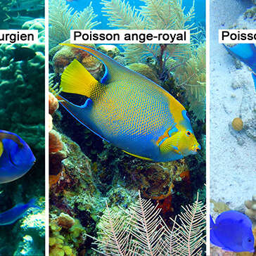 Poisson-chirurgien / Poisson ange-royal /  Poisson-perroquet
