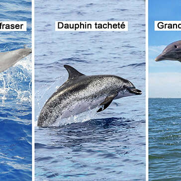 Dauphin de fraser / Dauphin tacheté / Grand dauphin