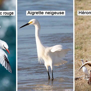 Paille en queue / Aigrette neigeuse / Héron garde-boeufs
