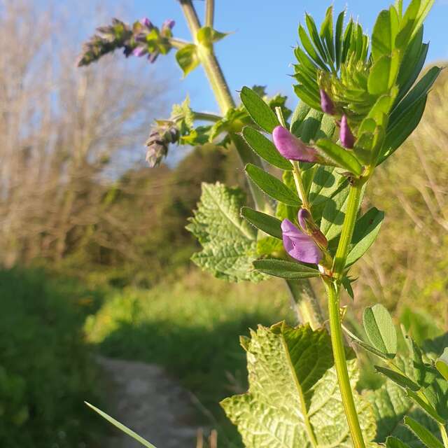 Balade autour des plantes médicinales