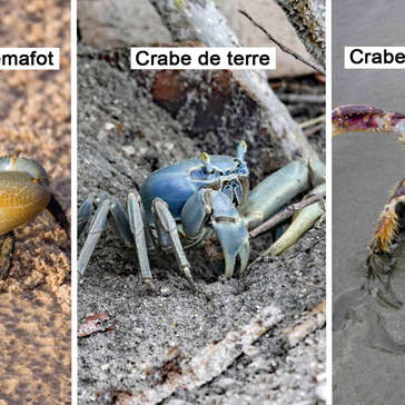 Crabe cémafot / Crabe de terre / Crabe mantou
