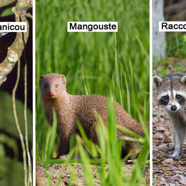Manicou / Mangouste / Raccoon