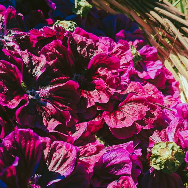Iloaz, les cosmétiques aux plantes de Belle-île