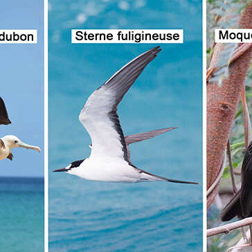 Puffin d'audubon / Sterne fuligineuse / Moqueur gorge blanche