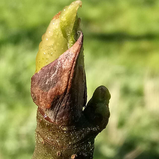 Atelier d'initiation à la gemmothérapie