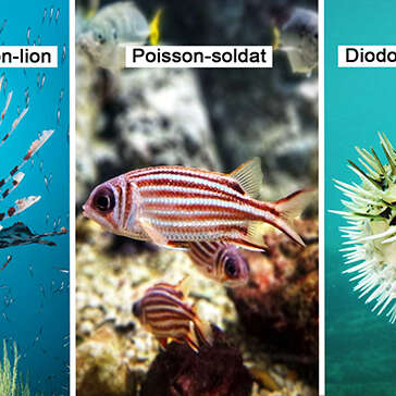 Poisson-lion / Poisson-soldat / Diodon