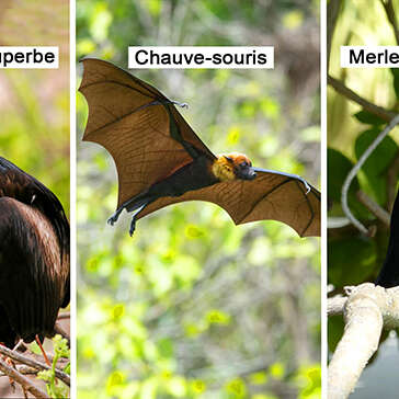 Frégate superbe / Chauve-souris / Merle