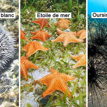 Oursin blanc / Etoile de mer / Oursin noir
