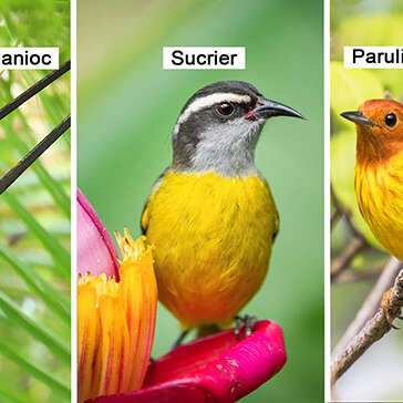 Coulicou manioc / Sucrier / Paruline jaune