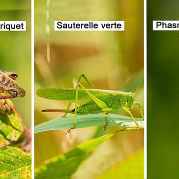 Criquet / Sauterelle verte / Phasme