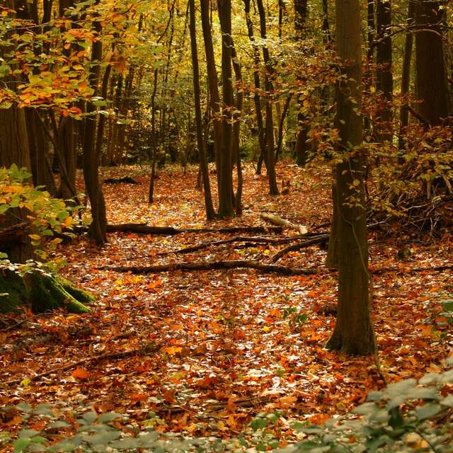 Promenade du Bois de Sandron