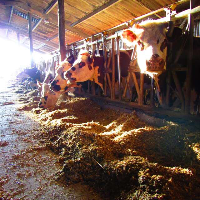 Visite de la ferme de Fonténégo