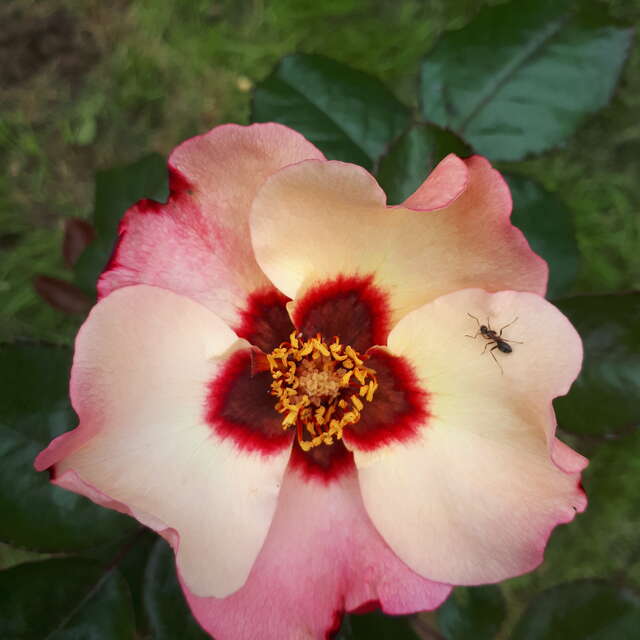 Visite de la Roseraie du jardin du Bord du champ