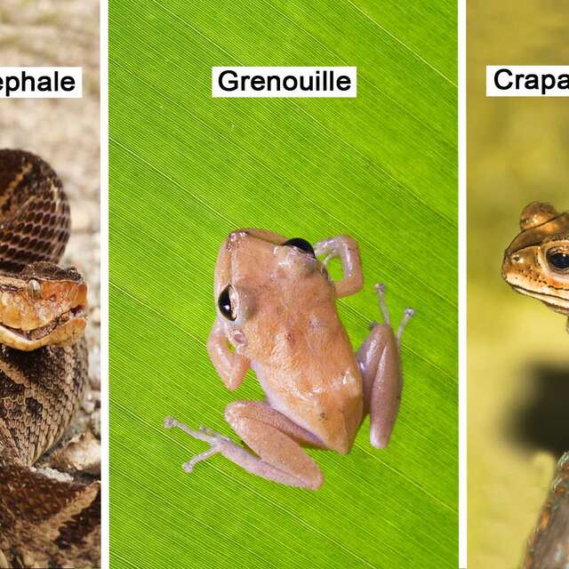 Trigonocéphale / Grenouille / Crapaud