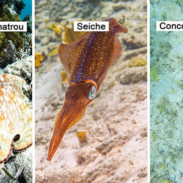 Chatrou / Seiche / Concombre de mer