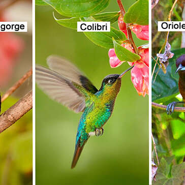 Sporophile rougegorge / Colibri / Oriole de martinique