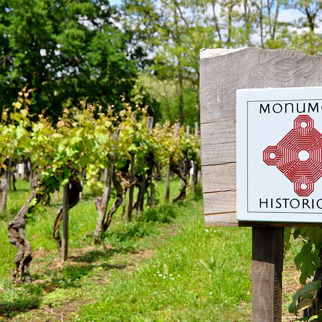 Visite de la vigne inscrite aux Monuments Historiques
