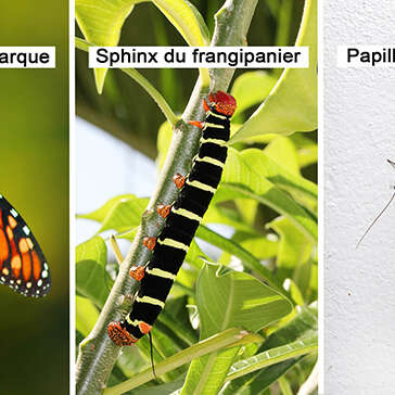 Monarque / Sphinx du frangipanier / Papillon deuil