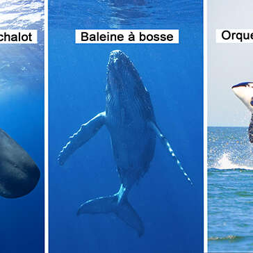 Cachalot / Baleine à bosse / Orque