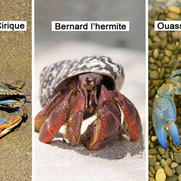 Cirique / Bernard l'hermite / Ouassou