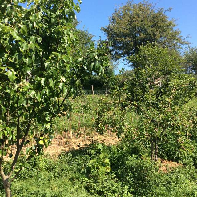 Bienvenue dans mon jardin au naturel